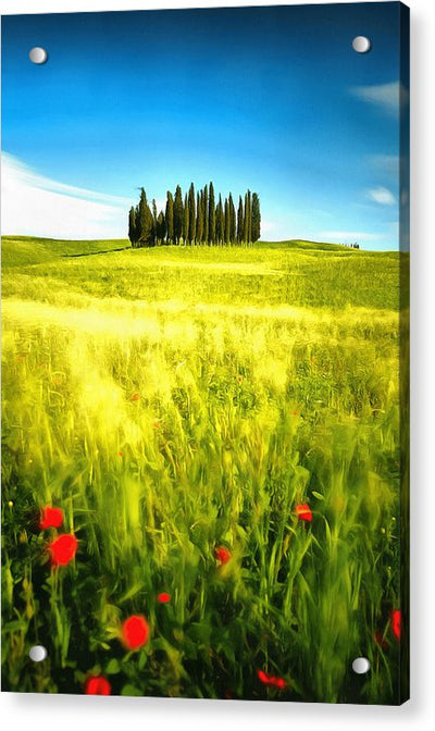 Red Poppies and Cypress Trees  - Acrylic Print
