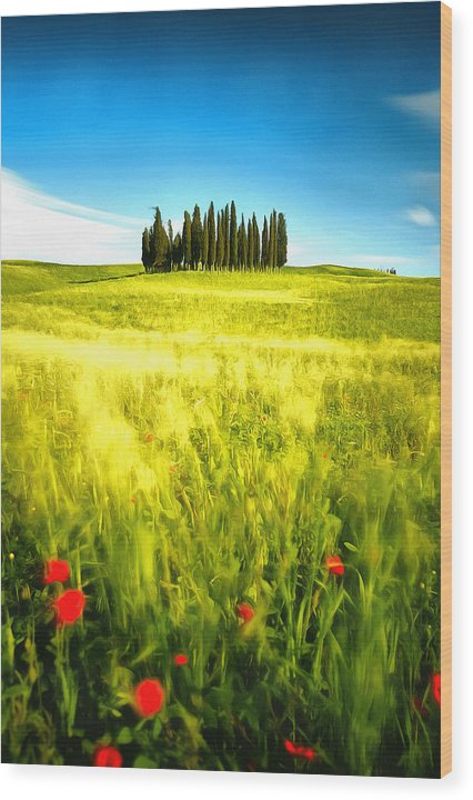 Red Poppies and Cypress Trees  - Wood Print