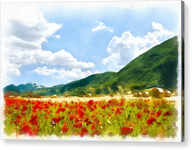 Red Poppy Field IV - Acrylic Print