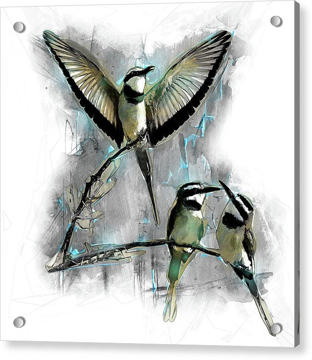 White Throated Bee Eaters - Acrylic Print