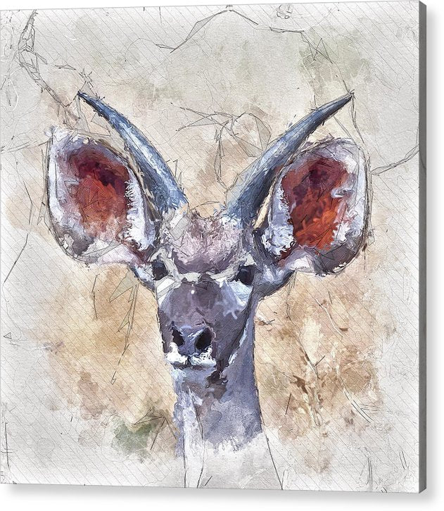 Young Kudu - Acrylic Print